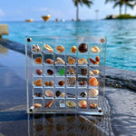 Acrylic Magnetic Seashell Display Box