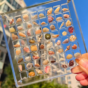 Acrylic Magnetic Seashell Display Box